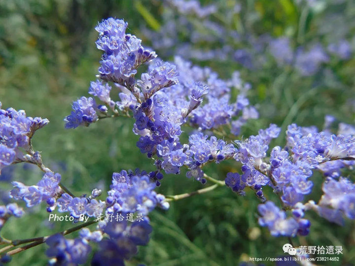荒野拾遗录,荒野拾遗录完整