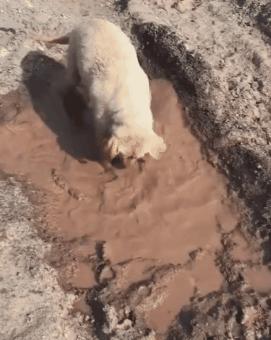 带狗狗回老家过年需要注意什么,带狗狗回家需要准备什么