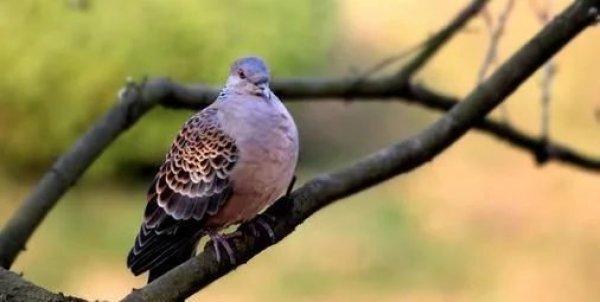 捡到野生成年斑鸠该怎么办,捡到一只野生斑鸠怎么喂食