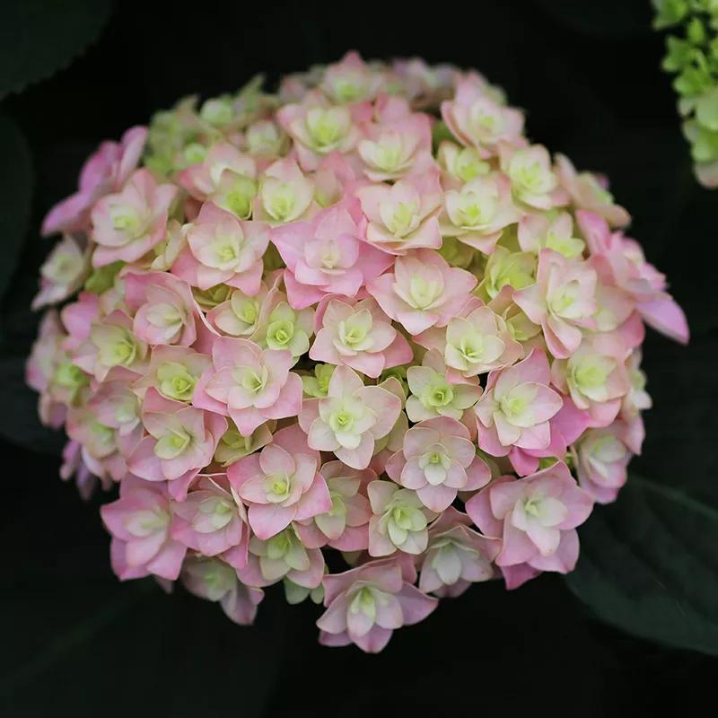 一加仑绣球长几年能长大,绣球扦插苗如何让其快速长大