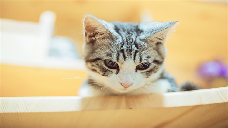 自己给猫洗澡的省钱妙招,用醋给猫洗澡的作用