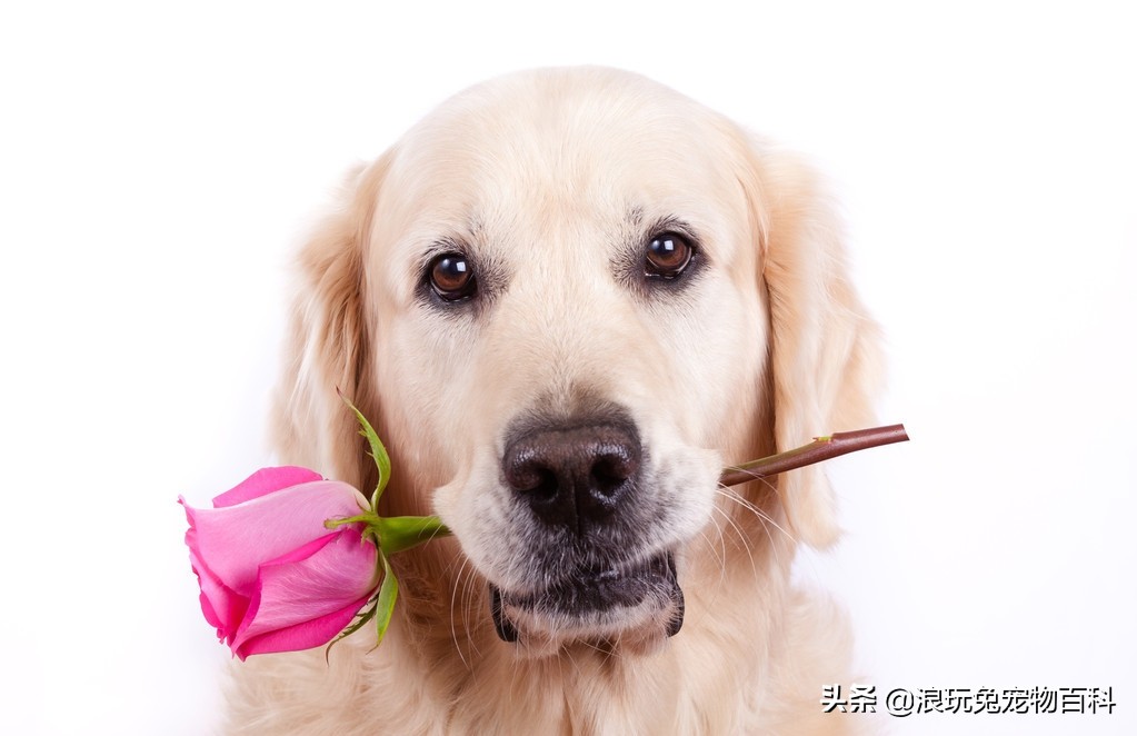 金毛怎么训练视频教程大全图解,金毛好训练还是拉布拉多好训练