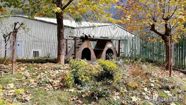 你们想要去四川看熊猫吗,来成都看熊猫一定要来熊猫谷