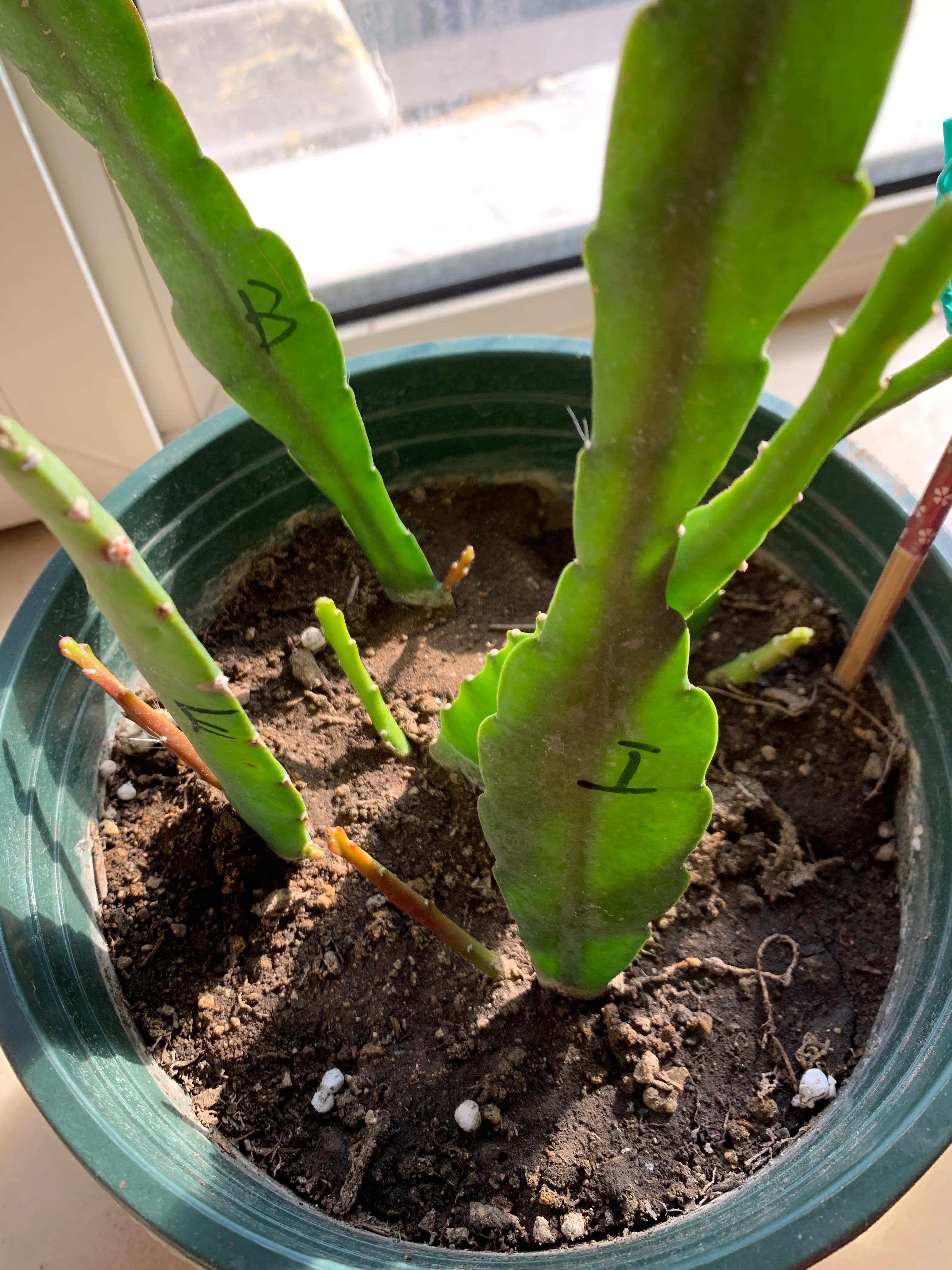 冬日里的鲜花依然盛开,冬日里盛开的第一朵鲜花