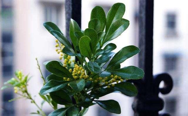 米兰花过冬如何修剪视频,米兰花怎样过冬