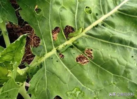 70%吡虫啉蚜虫飞虱蓟马杀虫剂,蚜虫与飞虱蓟马蚧壳虫的联系