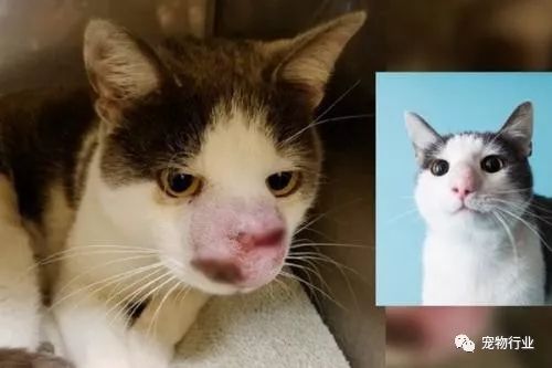 猫的传染病都有哪几种病症,猫咪为什么会传染严重的猫疾病