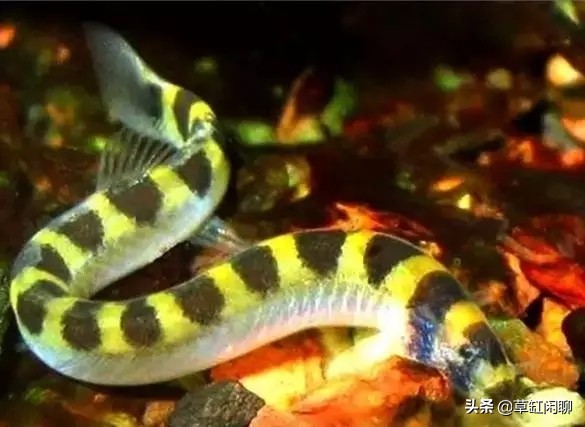 鱼缸小白虫的消灭方法,鱼缸里去除涡虫的最佳方法