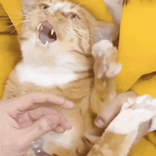 一学就会的喂药秘笈！轻松解决猫咪的吃药难题