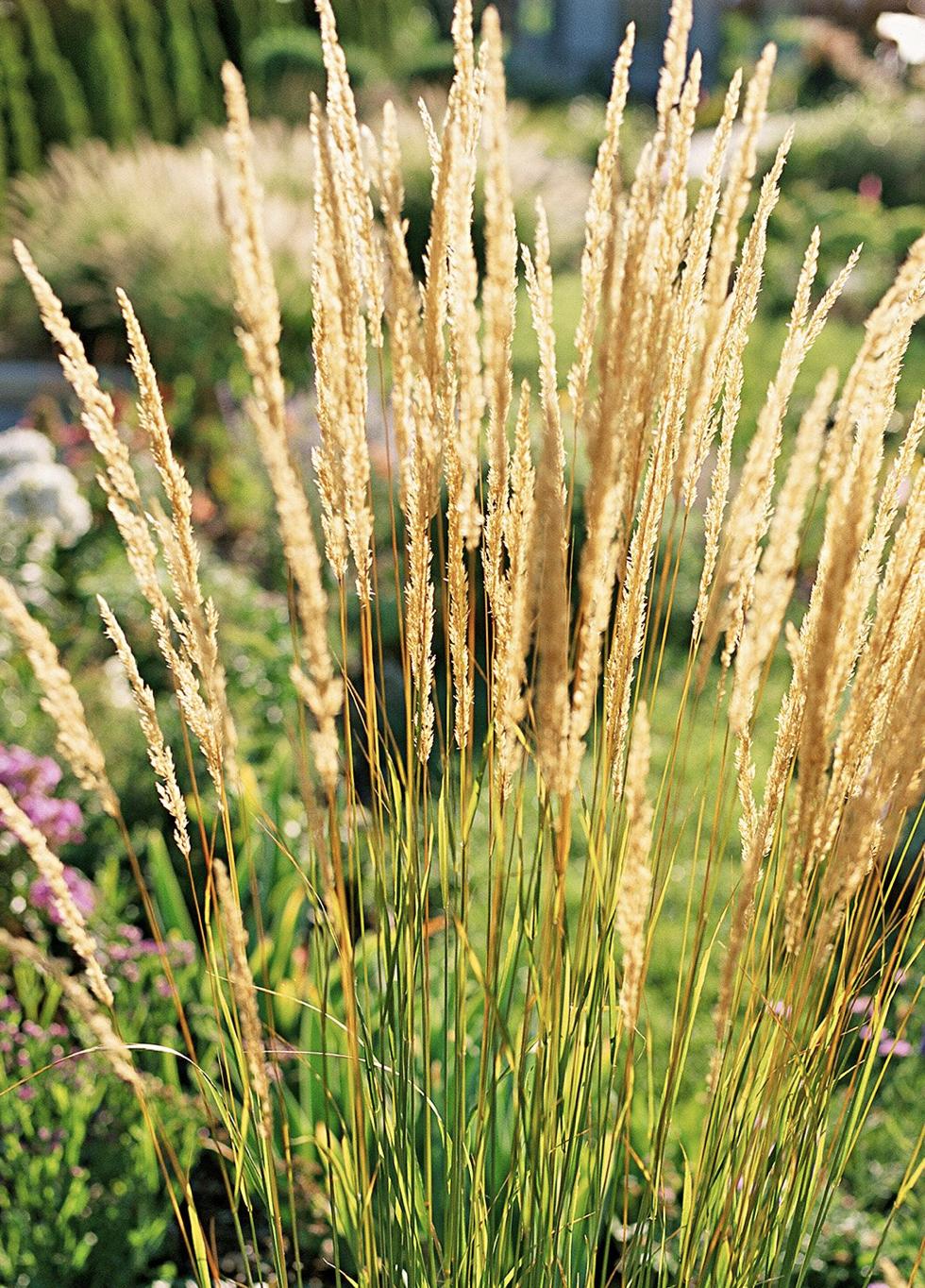 既能净化空气又美观的植物,10种好看的花卉