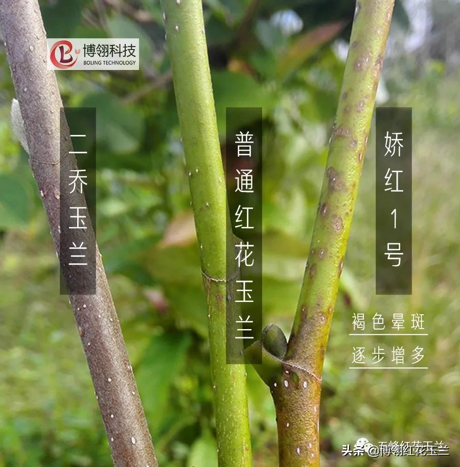 娇红一号玉兰真假识别,娇红一号玉兰和黄鸟玉兰区别