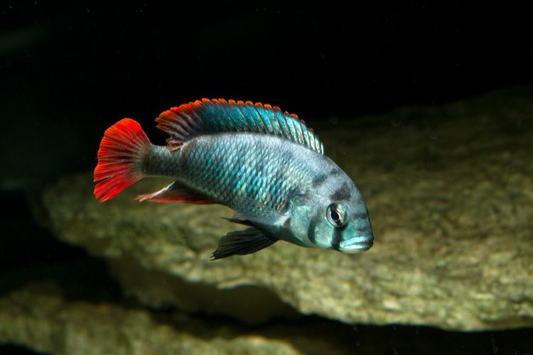 冷门热带小型观赏鱼,简单好养的观赏鱼都有哪些