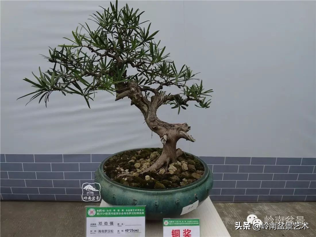 罗汉松盆景开运招财，非其莫属！清风雅韵，当之无愧！