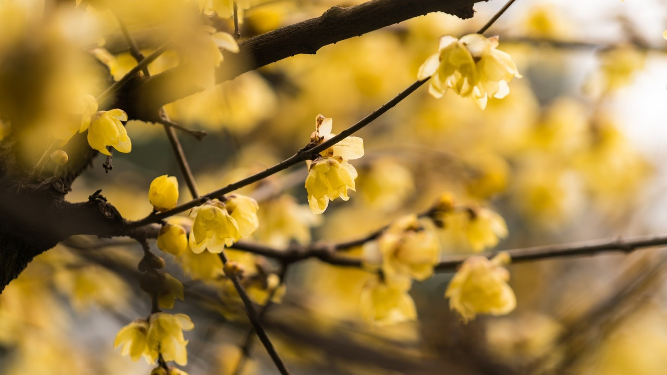 金陵第一园瞻园简介,南京瞻园最值得看的地方