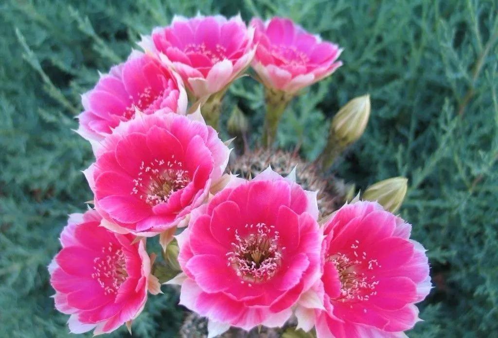 100种仙人球花图片,100种仙人球的品种视频