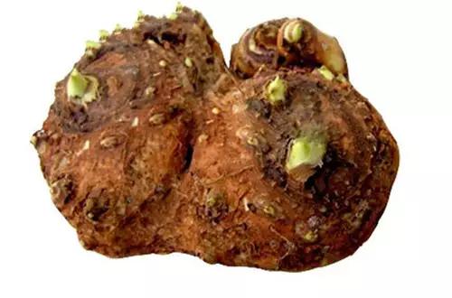 马蹄莲夏季怎么养才能开花快,马蹄莲怎样养才能爆花