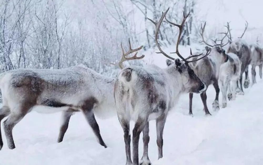 当芬兰童话遇见北欧森林：零下40℃的中国“北极”，美炸了