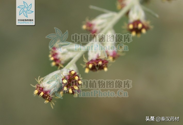 艾蒿属多年生草本植物,艾蒿类植物有哪些