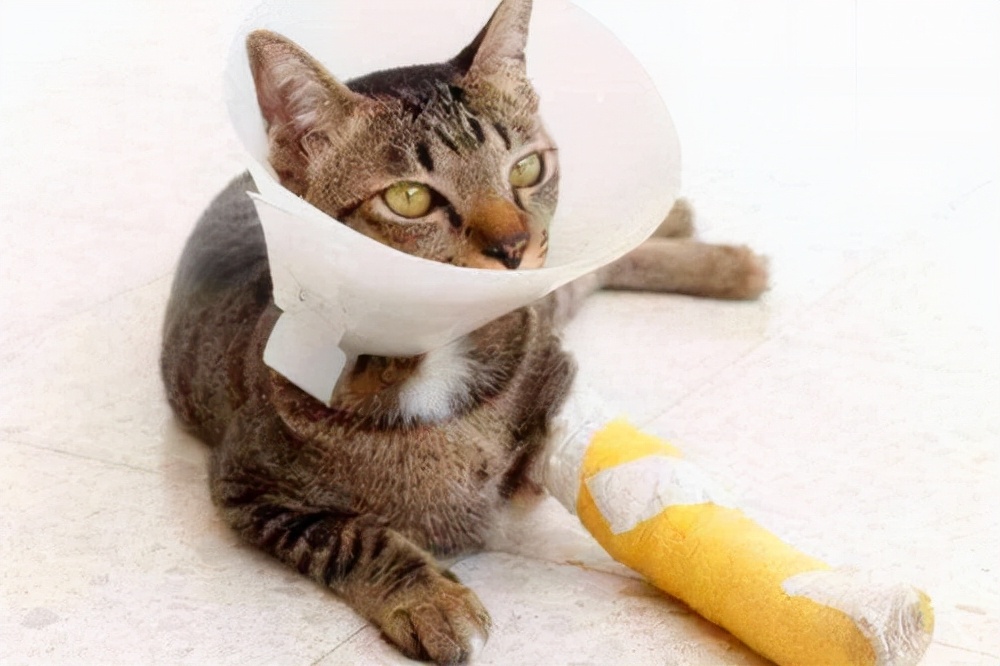 养猫日记:猫伤口化脓处理怎么办