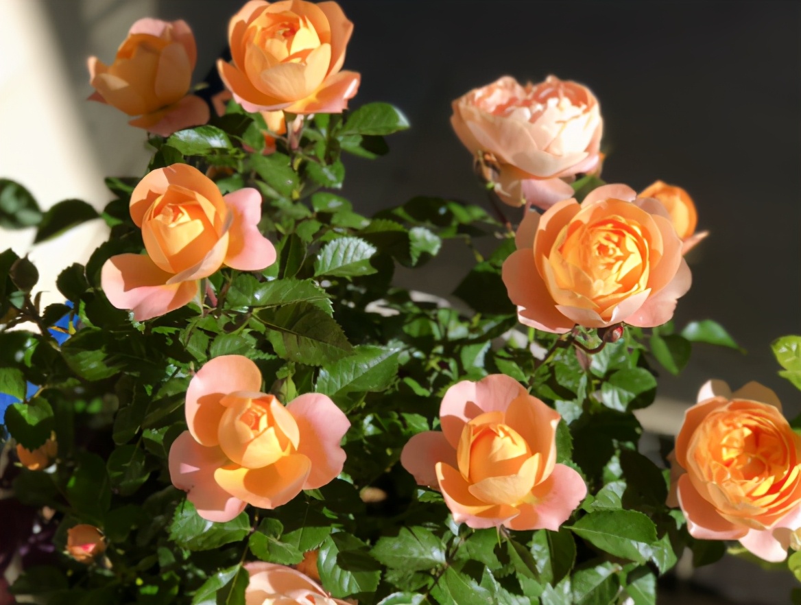 月季哪个品种好养不容易生病,月季要怎么养每次都是以失败告终