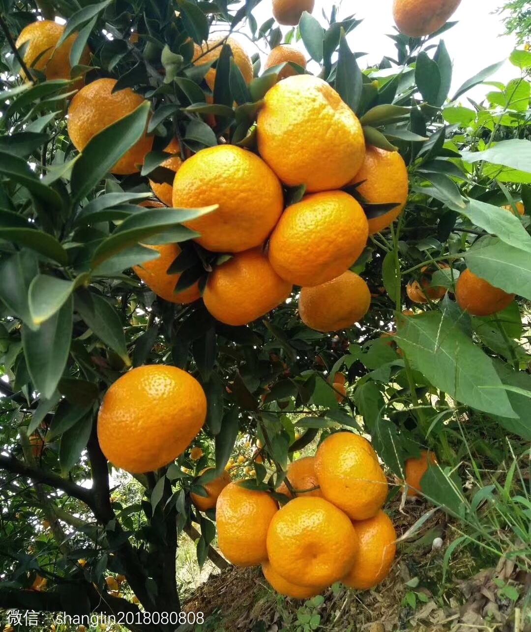 新会陈皮果农直播,广西陈皮和新会陈皮的区别