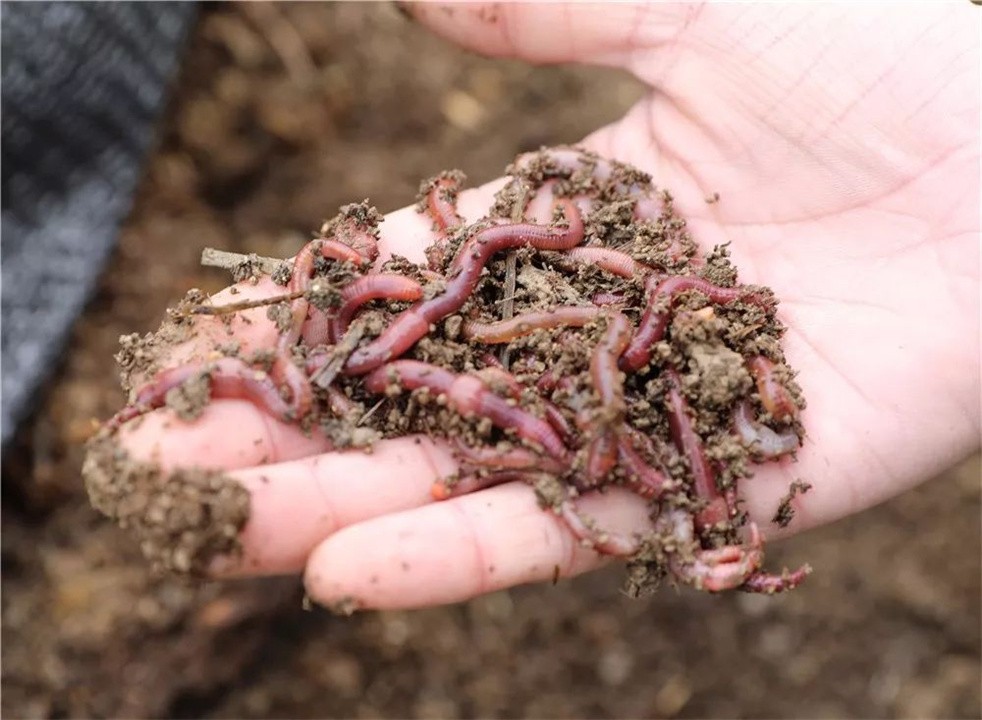 在农村电蚯蚓一天能赚多少钱,电蚯蚓一年能挣多少钱