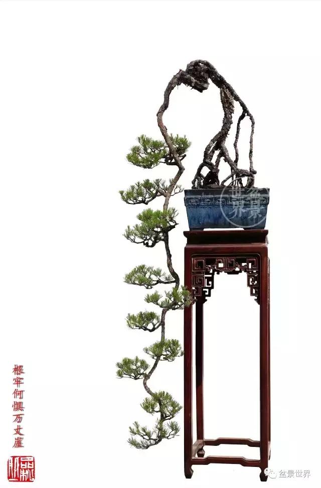 根艺盆景大全欣赏,文人根艺盆景精品大全图