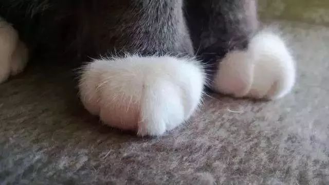 猫咪的脚毛怎么处理,猫咪脚毛为什么要剪