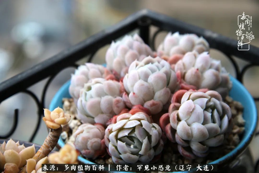 颗粒土除了种多肉还可以种什么,想养动物该怎么养