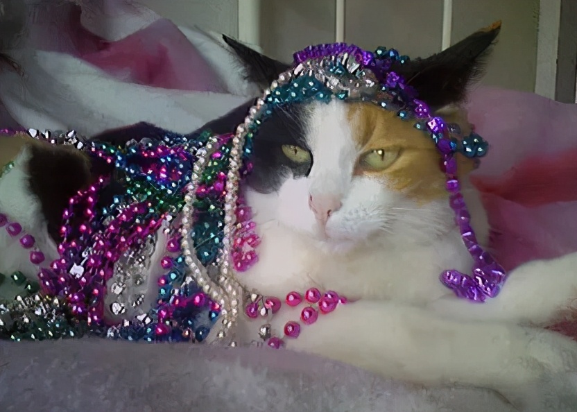 人类对猫的发展史,猫在人类发展历史的地位