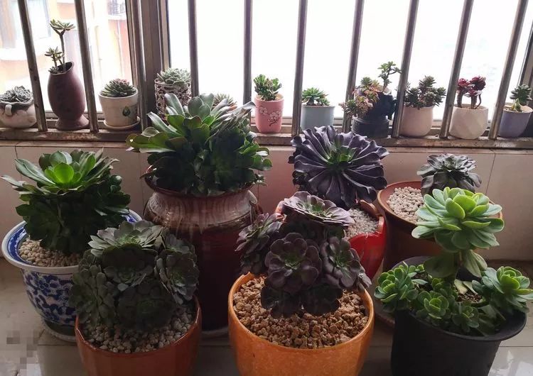 最美的20种多肉,15种最美的多肉