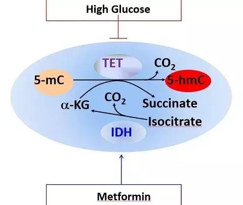 乔布斯的癌症治疗方法,乔布斯爱吃水果
