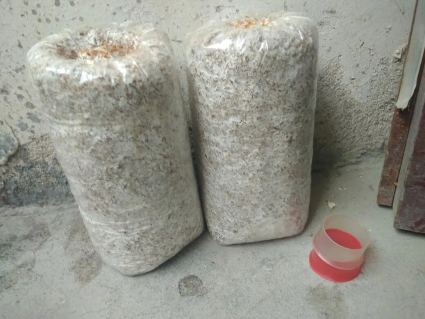 家里怎么种蘑菇香菇,自己在家怎样种蘑菇