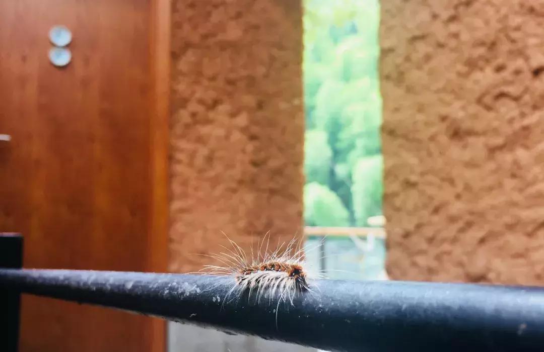 避世隐居生活的民宿,采菊东篱下悠然见南山的民宿