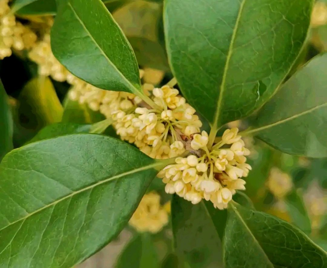 绿化带常见植物名称及图片,100种绿化带或路边常见的花草