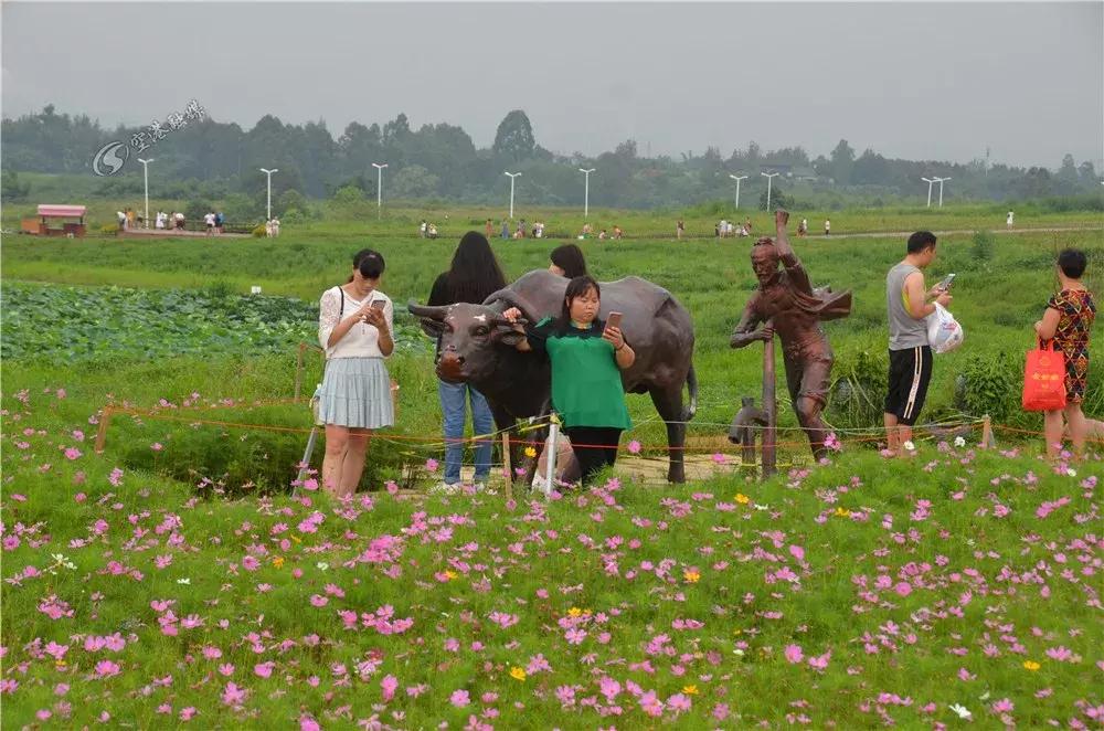 双流哪里可以赏花看飞机,双流附近赏花攻略路线