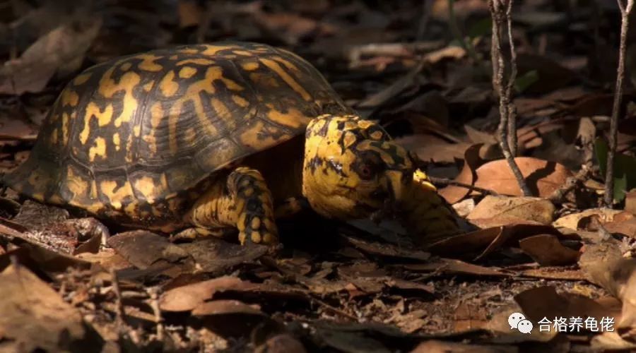 养龟入门级养什么龟好,养龟新手应该选什么龟好