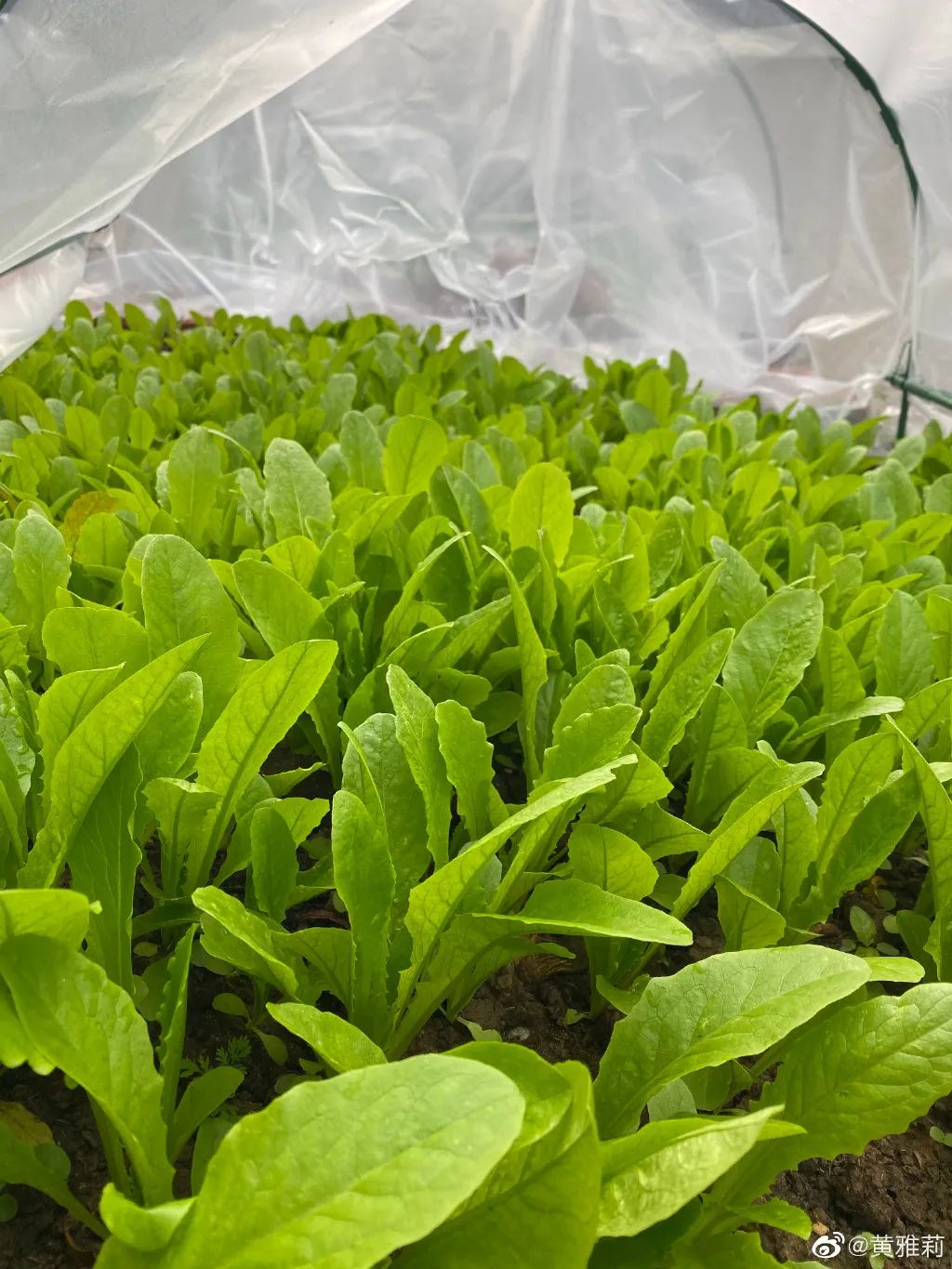 自从看了李子柒的视频,看了李子柒视频想回农村老家