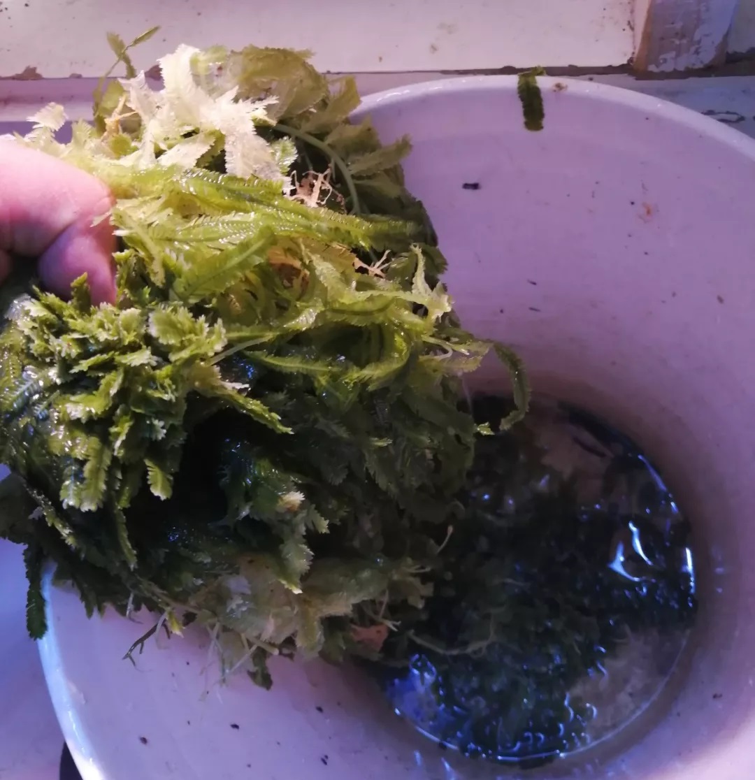 海水鱼缸如何降氨氮最好,海水鱼缸怎么区别营养盐高低