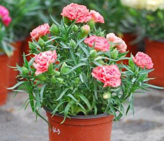 盆栽康乃馨需要什么肥料怎么使用,专家讲解康乃馨施肥的正确方法