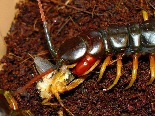 世界最恐怖的十大蜈蚣,十大最毒蜈蚣排名