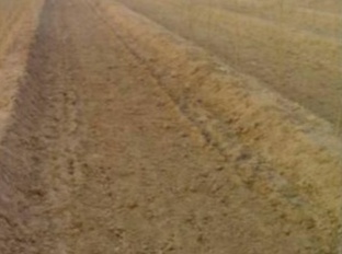 无花果育苗剪枝工艺流程,无花果的整枝技术