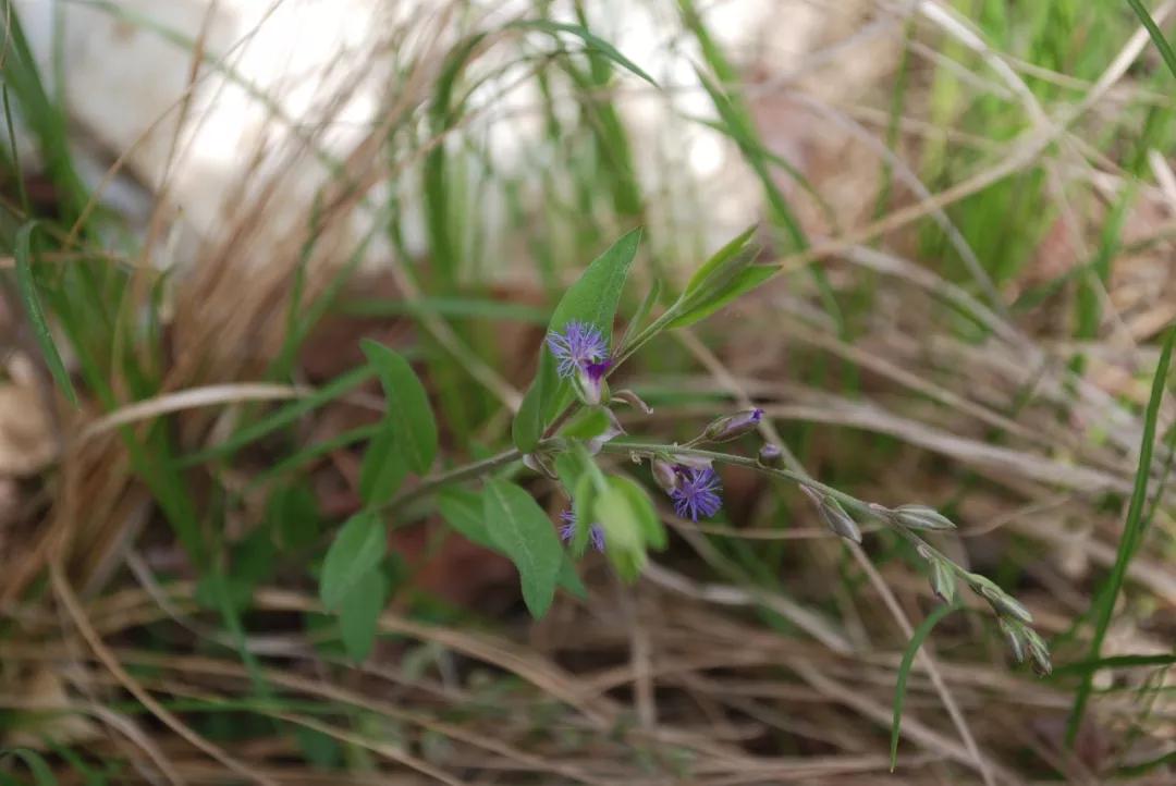 冬天常见中药植物图片及功效,花期长的草本植物图片