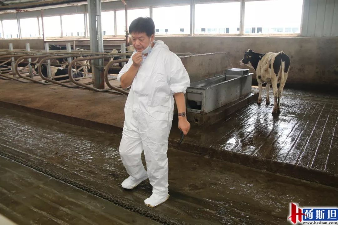 数字化奶牛养殖技术,大型奶牛场繁育新技术