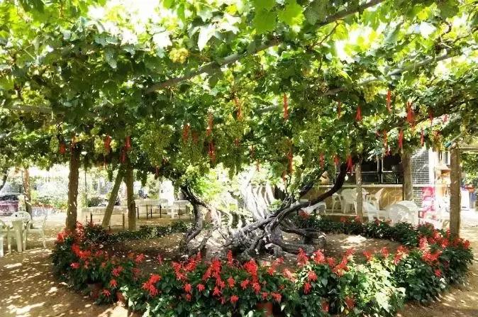 葡萄小镇攻略,长安区南寨西村太阳葡萄小镇