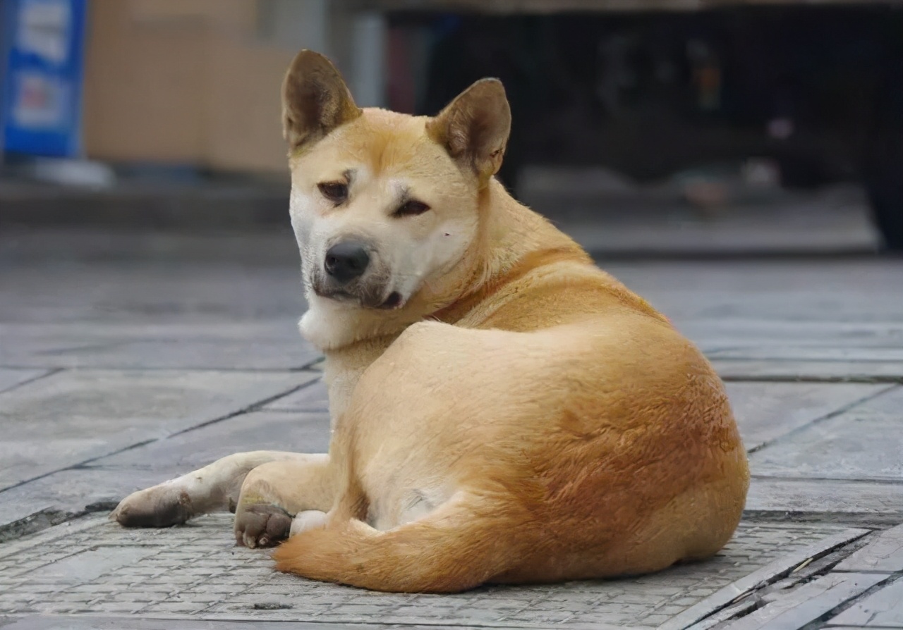 一旦养了狗狗就一定要善待它们,聪明好养可以保护主人的狗狗