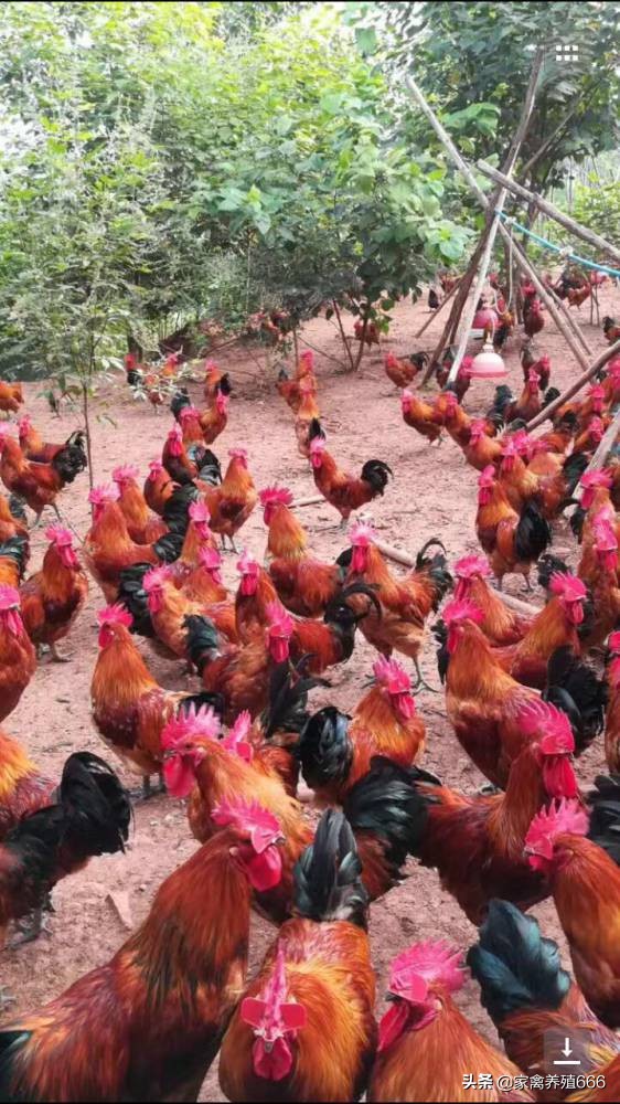 青脚麻鸡的饲养方法和管理,青脚麻鸡养殖技术