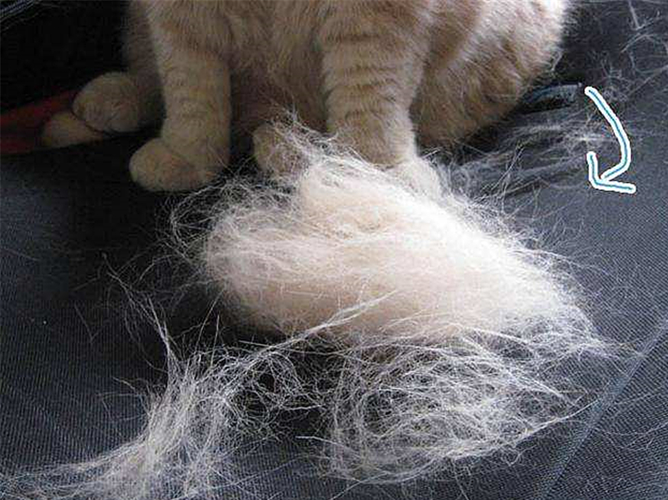 解决猫毛过敏最佳办法,猫毛会导致脸部过敏吗