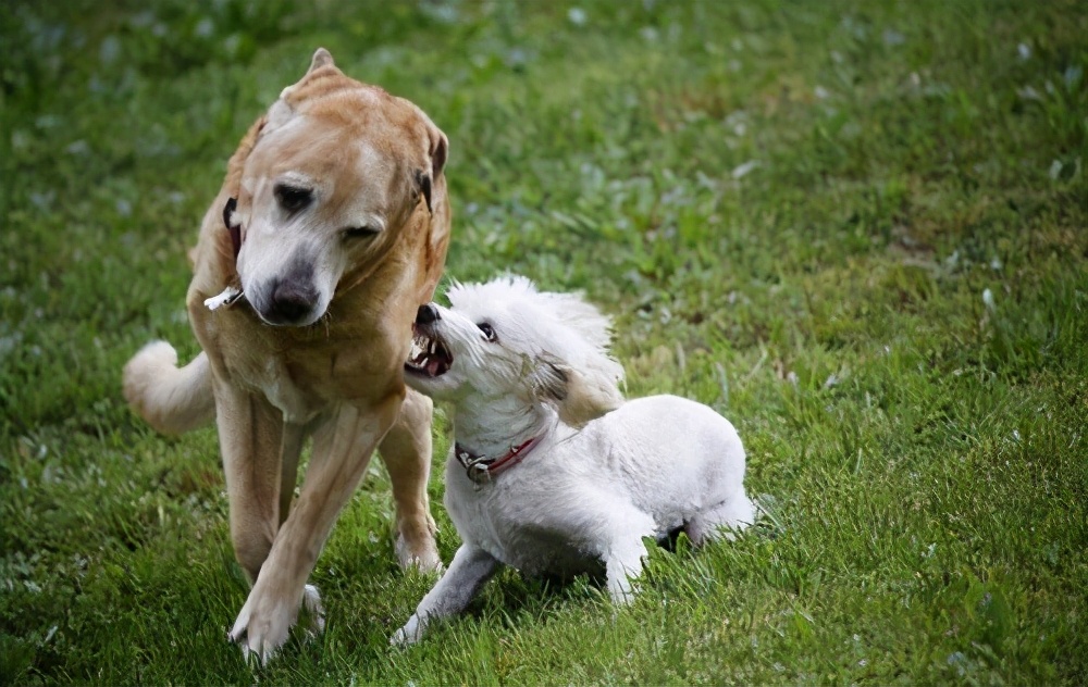 养两只狗狗总是打架怎么办,家里两只狗打架