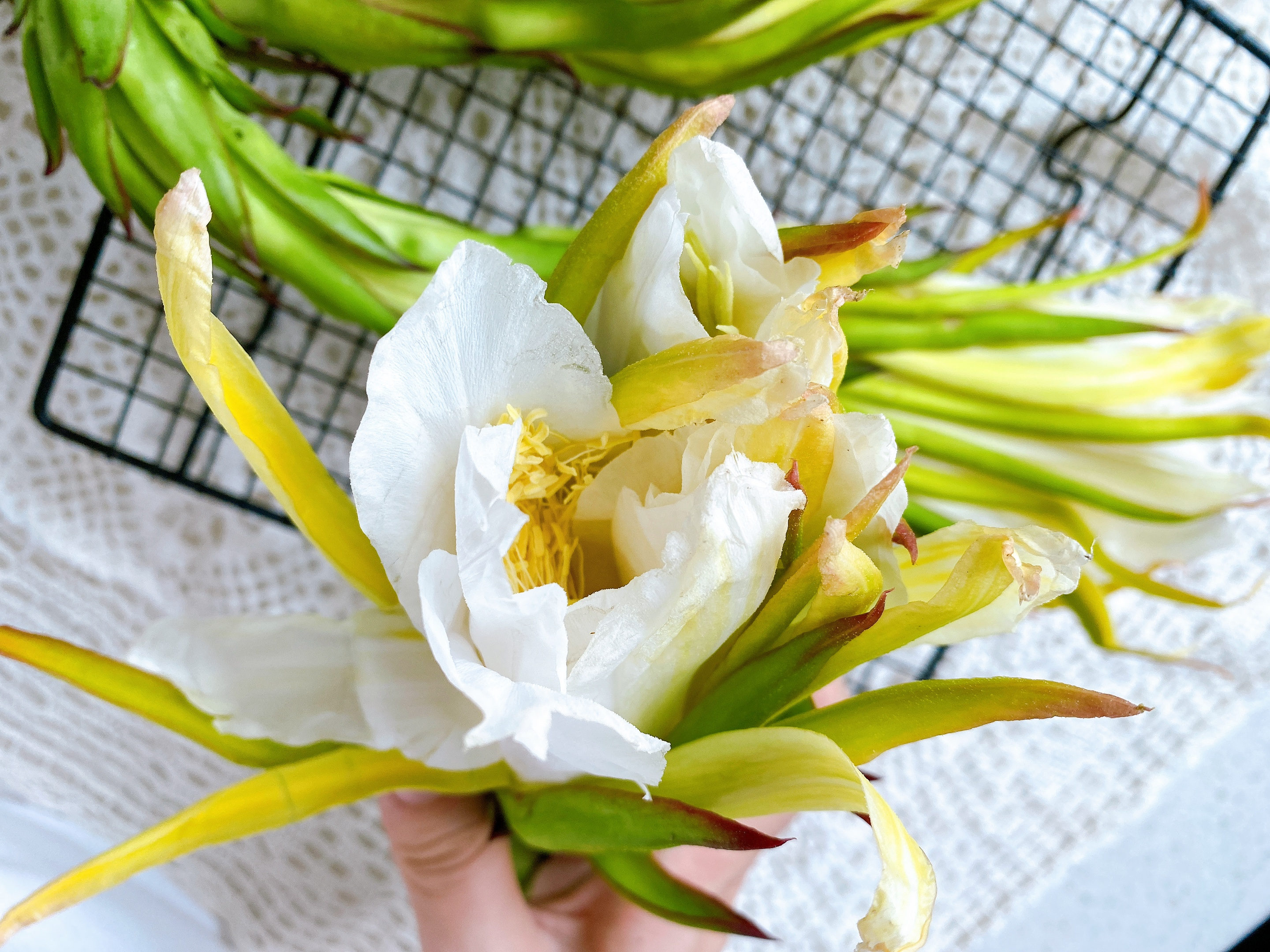 火龙果花还可以这样吃,火龙果的花正确吃法及做法